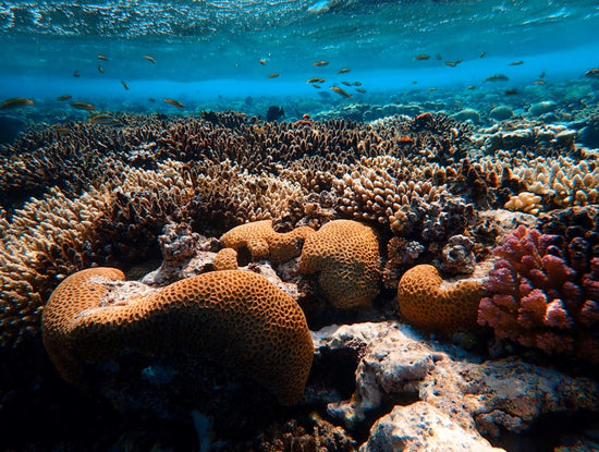 Marca Surf Sostenible Protección Océanos y Arrecifes de Corales Donación